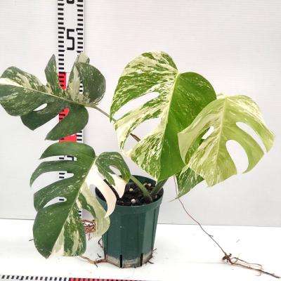 植物 斑入りモンステラのおすすめ人気商品一覧 通販 - Yahoo