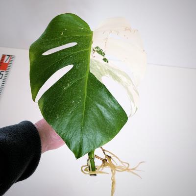 モンステラ ホワイトタイガー（花、ガーデニング）のおすすめ人気商品