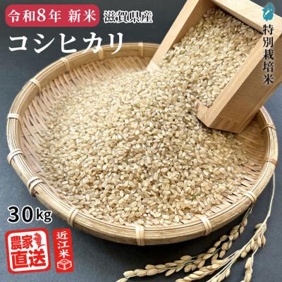 30（産地：滋賀）のおすすめ人気商品一覧 通販 - Yahoo!ショッピング