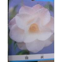 花木苗 椿 羽衣 古典椿 江戸椿 花は薄桃色 八重蓮華咲き 花弁は肉厚 ３号 ガーデンショップ ミカワ 通販 Yahoo ショッピング