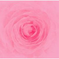 【取寄商品】CD/RAY/Camellia (紙ジャケット) | Felista玉光堂