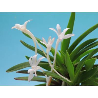 富貴蘭　紫織(極上柄!) 富貴蘭 – Jewelry Plant online