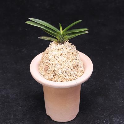富貴蘭　大花火 富貴蘭【星花火】 | 富貴蘭を楽しんでブログ