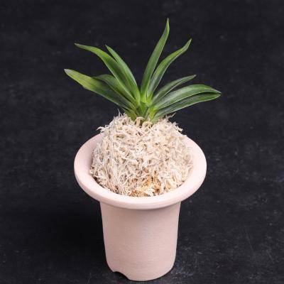 富貴蘭　紫織(極上柄!) 楽天市場】 富貴蘭 : フェニックスガーデン