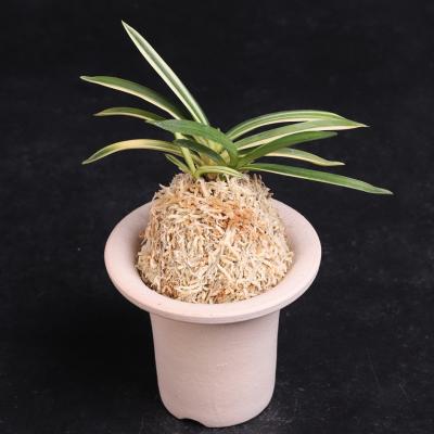 富貴蘭　円窓(2本子付き) フェニックスガーデン - 富貴蘭｜Yahoo!ショッピング