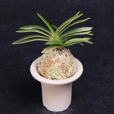 【サブレさん注文品】富貴蘭「百花繚乱」+「紫金剛」 フェニックスガーデン - 富貴蘭｜Yahoo!ショッピング