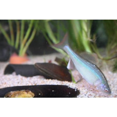 日本淡水魚フィールドアクション - タナゴの仲間｜Yahoo!ショッピング