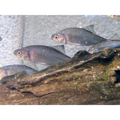 日本淡水魚フィールドアクション - タナゴの仲間｜Yahoo!ショッピング