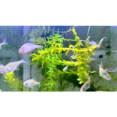 日本淡水魚フィールドアクション - タナゴの仲間｜Yahoo!ショッピング