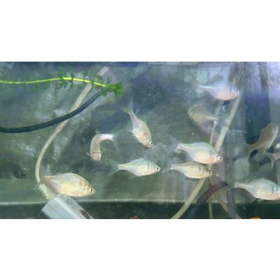 日本淡水魚フィールドアクション - タナゴの仲間｜Yahoo!ショッピング