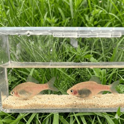 日本淡水魚フィールドアクション - タナゴの仲間｜Yahoo!ショッピング