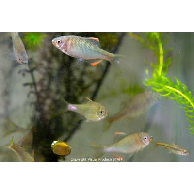 日本淡水魚フィールドアクション - タナゴの仲間｜Yahoo!ショッピング