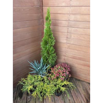 ゴールデンモップ（苗木、植木） | 花、ガーデニング のおすすめ人気