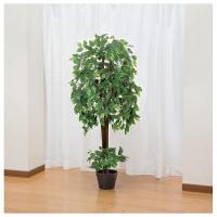 ファミリー・ライフ インテリアグリーン ベンジャミン [04220] ファミラ | ファーストヤフー店