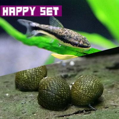 激安値引き熱帯魚4種セット(コリドラス、カラシン、オトシン)水槽