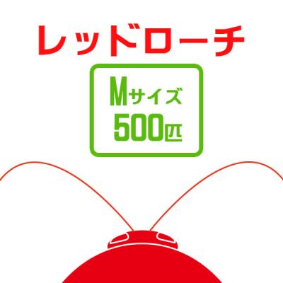レッドローチの商品一覧 通販 - Yahoo!ショッピング レッドローチの商品一覧 通販 - Yahoo!ショッピング