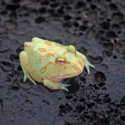 クランウェルツノガエルのおすすめ人気商品一覧 通販 - Yahoo!ショッピング