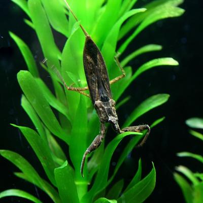熱帯魚通販のネオス - 水生昆虫｜Yahoo!ショッピング