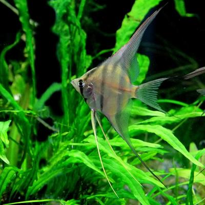 熱帯魚通販のネオス - エンゼルフィッシュ・ディスカス｜Yahoo