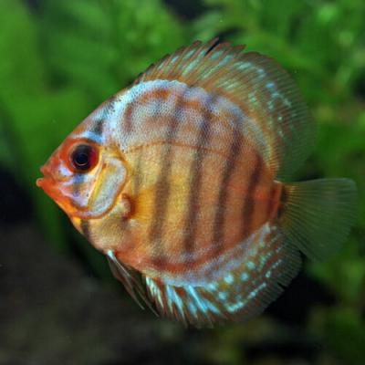 熱帯魚通販のネオス - エンゼルフィッシュ・ディスカス｜Yahoo