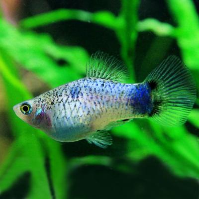 プラティ熱帯魚(熱帯魚生体)の商品一覧|観賞魚生体|熱帯魚 プラティ熱帯魚(熱帯魚生体)の商品一覧|観賞魚生体|熱帯魚