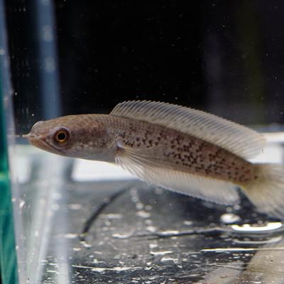 スネークヘッド 熱帯魚（ペット用品、生き物）の商品一覧 通販 - Yahoo 