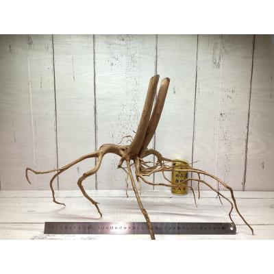 スマトラウッド(ペット用品、生き物)の商品一覧 通販 - Yahoo スマトラウッド(ペット用品、生き物)の商品一覧 通販 - Yahoo