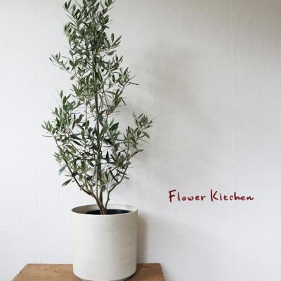 FlowerKitchen JIYUGAOKA - オリーブの木 |Yahoo!ショッピング FlowerKitchen JIYUGAOKA - オリーブの木 |Yahoo!ショッピング