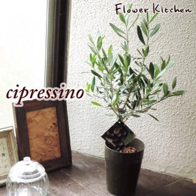 FlowerKitchen JIYUGAOKA - オリーブの木 |Yahoo!ショッピング FlowerKitchen JIYUGAOKA - オリーブの木 |Yahoo!ショッピング