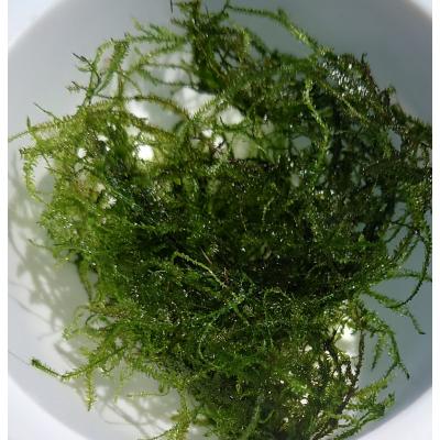 ウィローモスのおすすめ人気商品一覧 通販 - Yahoo!ショッピング