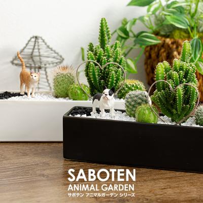 サボテン 寄せ植えの商品一覧 通販 - Yahoo!ショッピング