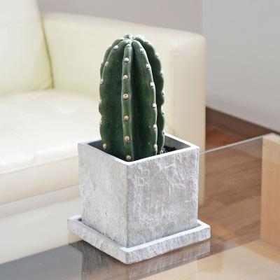 柱サボテン 弁慶柱のおすすめ人気商品一覧 通販 - Yahoo!ショッピング