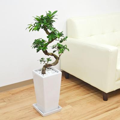 昇り竜（花、ガーデニング）のおすすめ人気商品一覧 通販 - Yahoo
