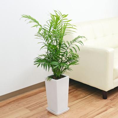 チャメドレア 観葉植物のおすすめ人気商品一覧 通販 - Yahoo!ショッピング