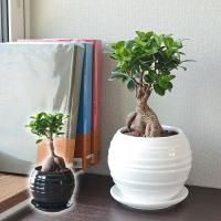 観葉植物 ガジュマル 多幸の木 おしゃれ お祝い ボール形陶器鉢 ホワイト ブラック