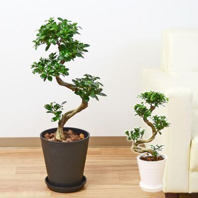 ガジュマル 昇り龍（観葉植物） | 花、ガーデニング のおすすめ人気