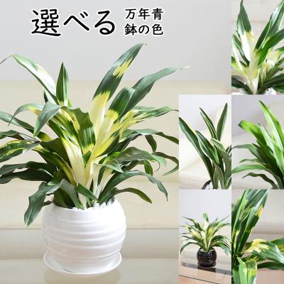 万年青鉢のおすすめ人気商品一覧 通販 - Yahoo!ショッピング