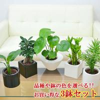 観葉植物ミニ ハイドロカルチャー 3鉢セット 種類 選べる おしゃれ お祝い スタイリッシュ陶器鉢付き