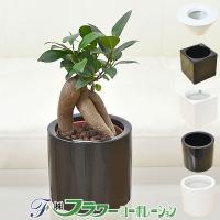 ミニ観葉植物 ガジュマル ハイドロカルチャースタイリッシュ陶器鉢付き 