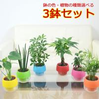 観葉植物 ミニ ハイドロカルチャー 水耕栽培 水位がわかる鉢付き モンステラ ガジュマル パキラ おしゃれ お祝い ビビット カラフル Sskan フラワーコーポレーション 通販 Yahoo ショッピング