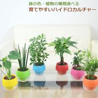 観葉植物 ミニ ハイドロカルチャー 水耕栽培 3鉢セット 水位がわかる鉢付き モンステラ ガジュマル パキラ おしゃれ お祝い ビビット カラフル Sskan フラワーコーポレーション 通販 Yahoo ショッピング
