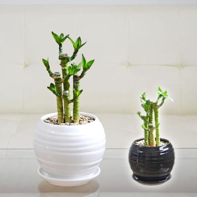 竹 観葉植物のおすすめ人気商品一覧 通販 - Yahoo!ショッピング