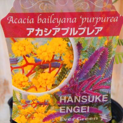 フラワーネット日本花キ流通 - アカシア｜Yahoo!ショッピング
