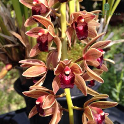 キンリョウヘンのおすすめ人気商品一覧 通販 - Yahoo!ショッピング