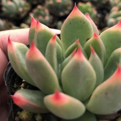 おらいさん苗　no.062 珊瑚の花 楽天市場】多肉植物 oriミックスベリア No.062 珊瑚の花 多肉