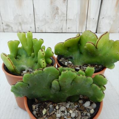 ユーフォルビア種（サボテン、多肉植物） | 花、ガーデニング の