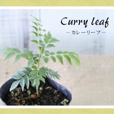カレーリーフの商品一覧 通販 - Yahoo!ショッピング