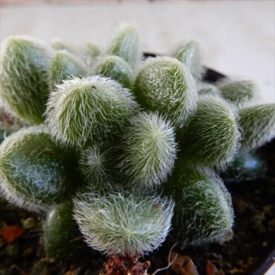 おまとめ！多肉植物^o^  カシミヤヒントニー セダム カシミアヒントニー(モシニアナム)/盆栽、多肉植物、塊根
