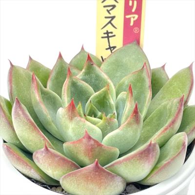 フラワーネット日本花キ流通 - おらいさん|Yahoo!ショッピング フラワーネット日本花キ流通 - おらいさん|Yahoo!ショッピング