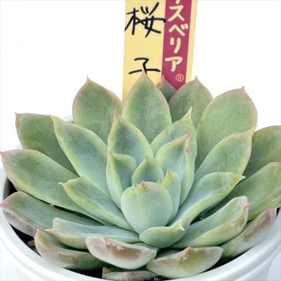 フラワーネット日本花キ流通 - おらいさん|Yahoo!ショッピング フラワーネット日本花キ流通 - おらいさん|Yahoo!ショッピング